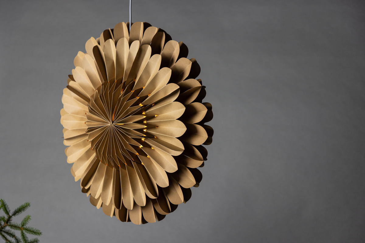 Stella dell'Avvento 'Mora' - Marrone